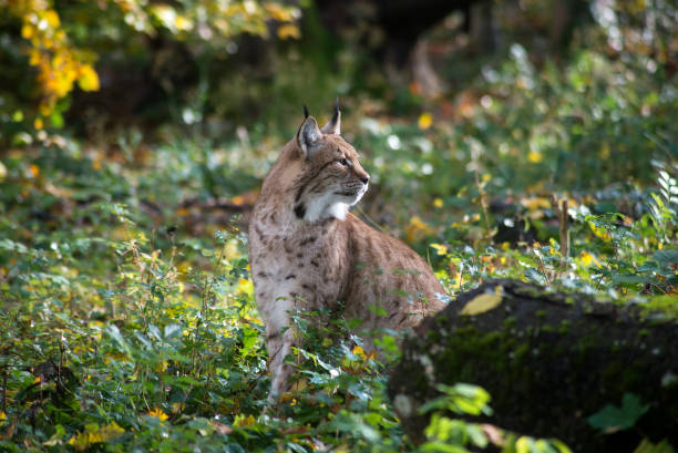 lince iberico 3