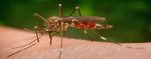 fiebre mosquito