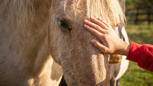 caballo ema