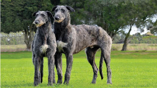 perros gigantes