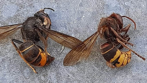 vespa velutina