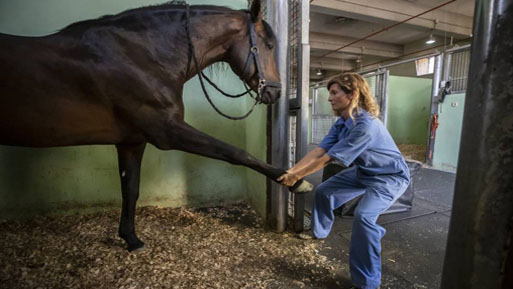 fisioterapia equina