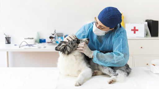 veterinario