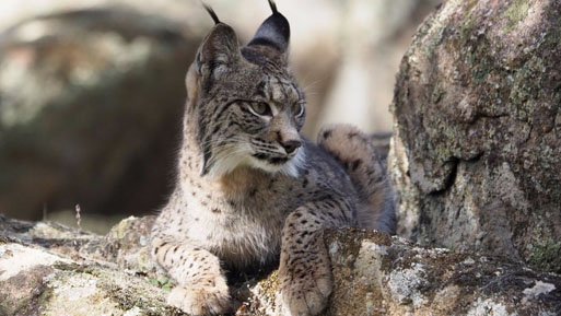 lince 3