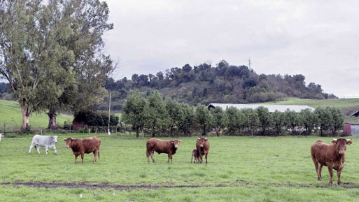 ganaderia