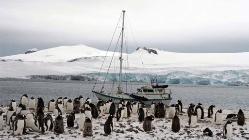 antartico