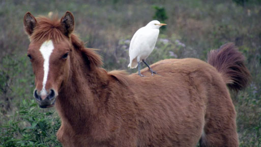 caballo gripe aviar