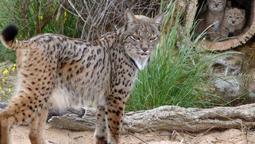 lince 18dic