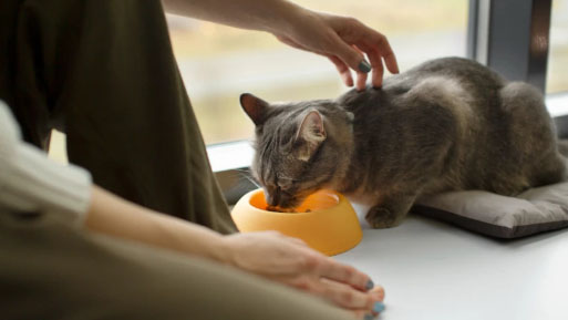 dieta gato