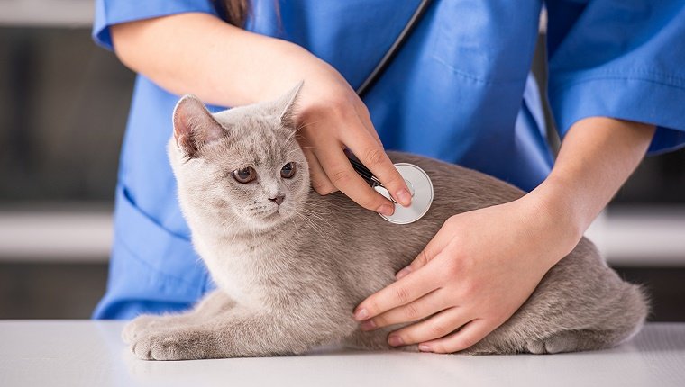 Gato en el veterinario