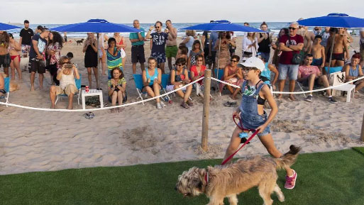 desfile perros