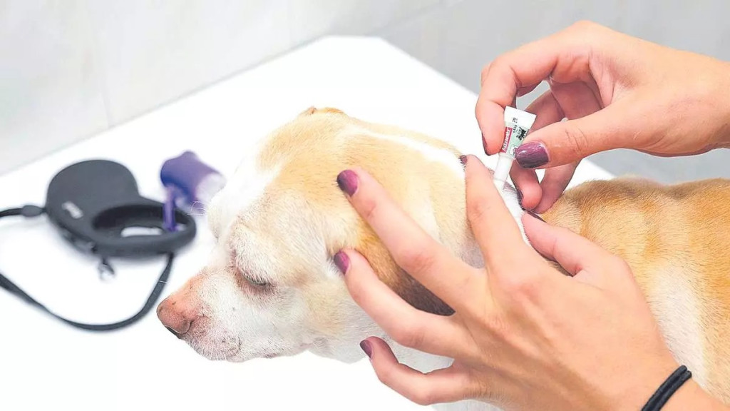 preventivo perro