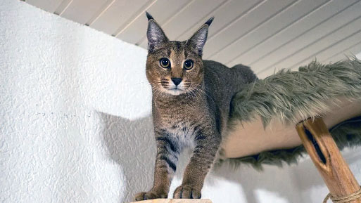 caracal