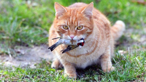gato aviar