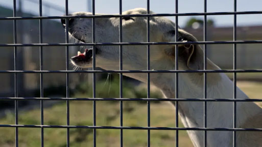 galgo perrera