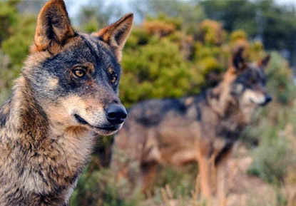 lobo ibérico