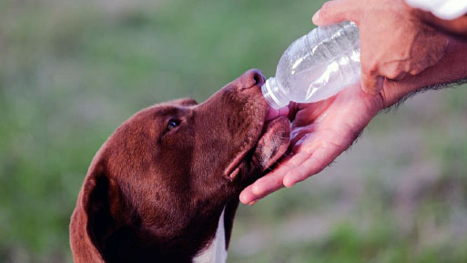 CALOR MASCOTAS