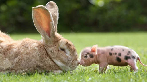 porcino y cunícola