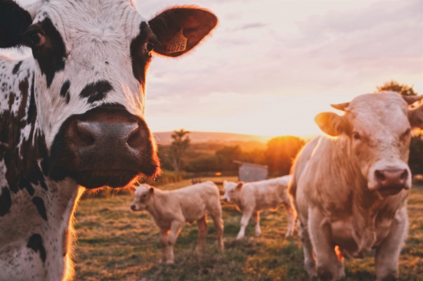 Vacas en prado