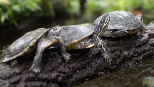 tortugas cancer