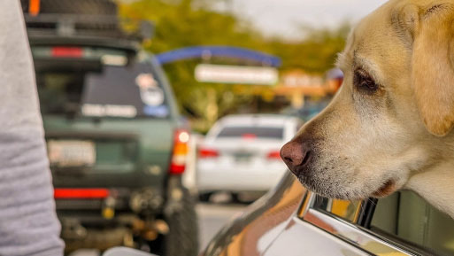 perro carretera