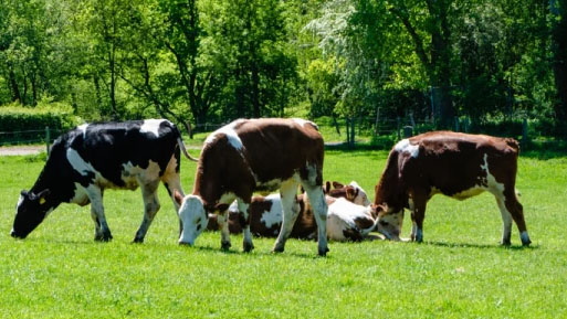 vacas lengua