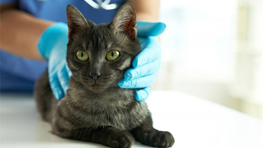 gato clinica