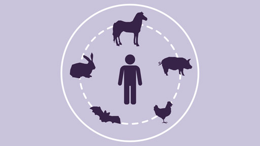 zoonosis ocv26
