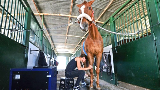 fisioterapia equina