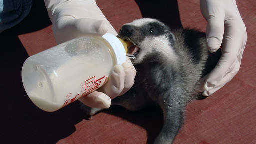recuperacion fauna