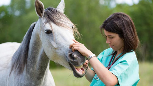 caballo medicamento