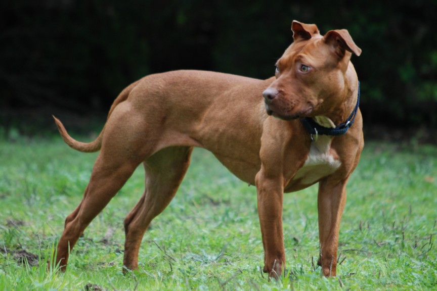 Pitbull americano