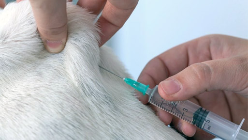 vacunacion perro