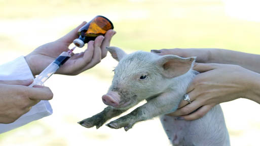 medicamento veterinario 2