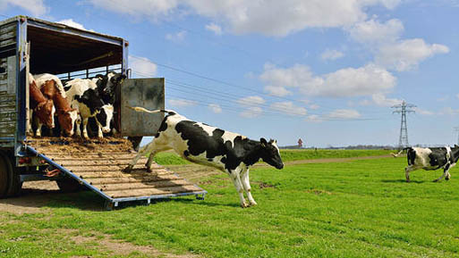 transporte animales