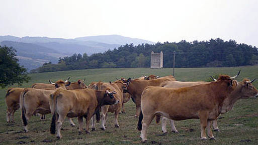 Vacas castellon