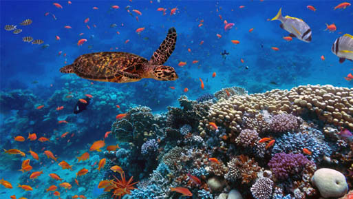 ecosistema marino
