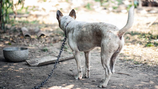 perro cadena