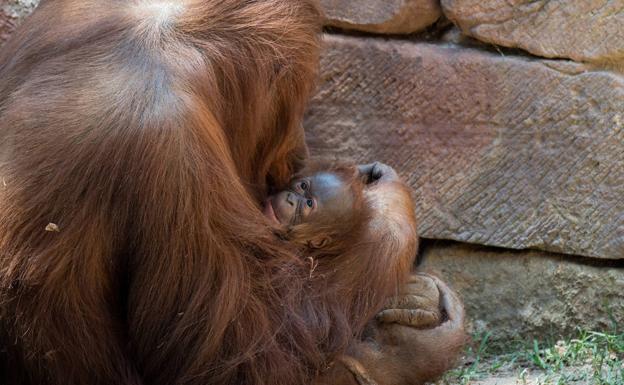 orangutan fuengirola