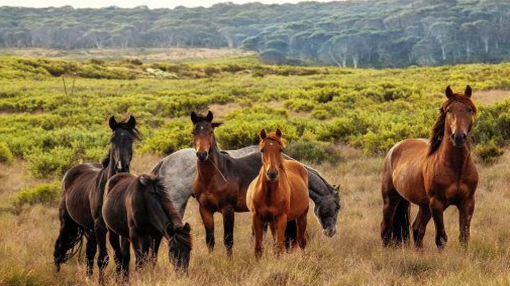 caballlos, salvajes, peste equina, lengua azul