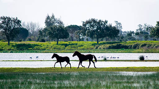 doñana