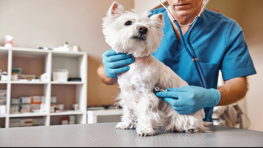 Un veterinario inspecciona un perro