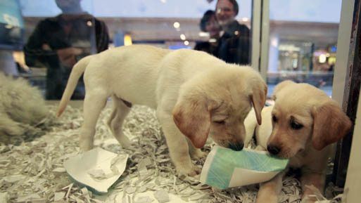 Perro tienda