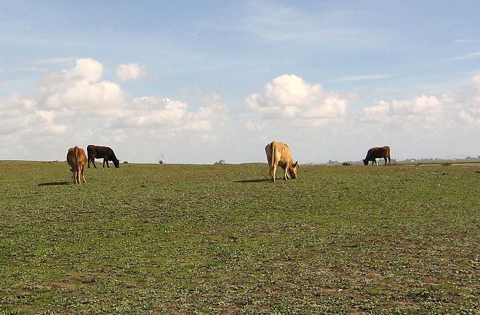 vacas prado