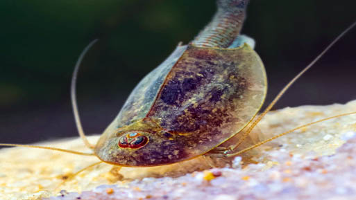 Triops