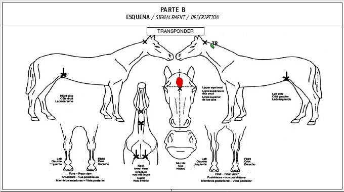 esquema equino