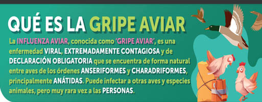 infografia gripeaviar