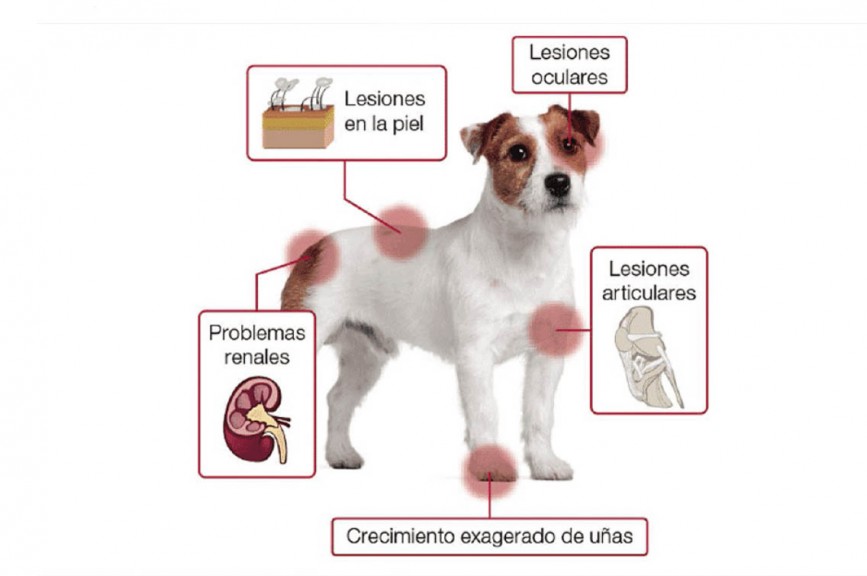 Leishmaniosis