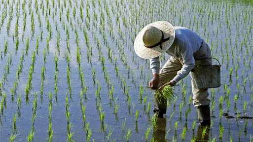 campo-arroz