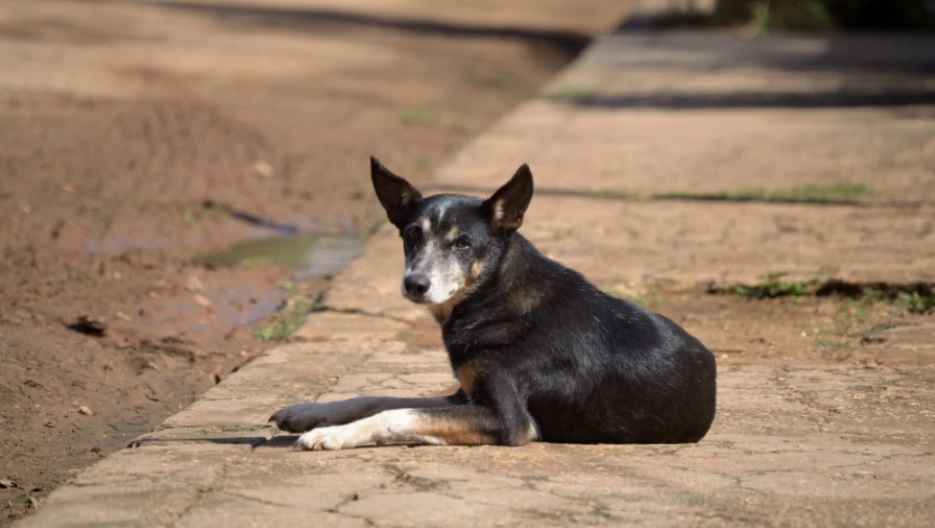 perro acera